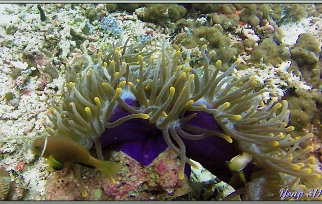 Anémone magnifique bleue (Heteractis magnifica) et ses Poissons-clowns des Maldives (Amphiprion nigripes) - Dega Thila - Atoll d'Ari - Maldives