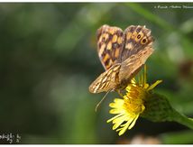 Pararge aegeria - Tircis - Nymphalidae