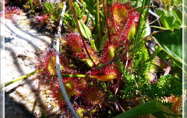 Plante carnivore Drosera (du grec droseros couvert de rosée) ou Rossolis (du latin ros solis, rosée du soleil) à feuilles rondes (Drosera rotundifolia) - Varrados - Val d'Aran - Catalogne - Espagne