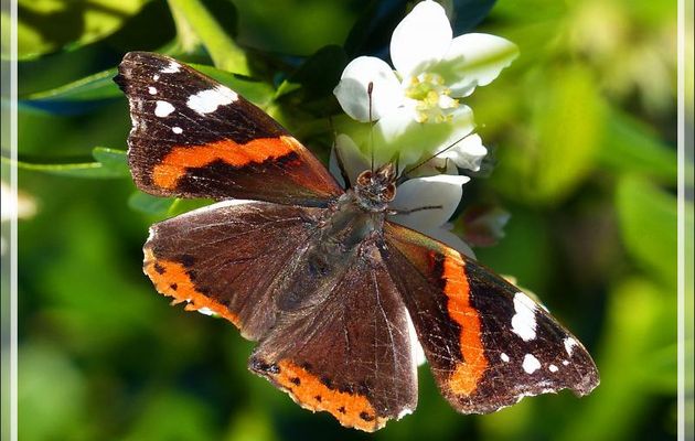 Vulcain (Vanessa atalanta) sur fleur d'oranger du Mexique ((Choisya ternata) - Lartigau - Milhas - 31