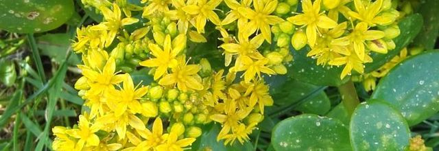 Fleurs jaunes 