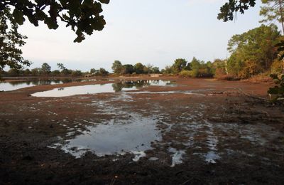 EB - Balade dans la forêt de Saint-Brice, septembre 2024...