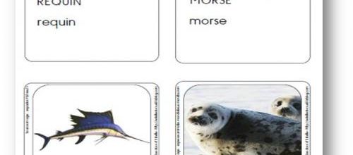 Cartes vocabulaire - Requin, morse, espadon, phoque