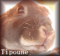 La lapine Tipoune
