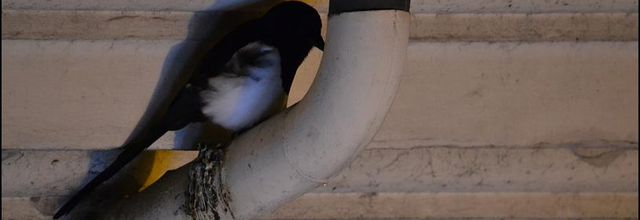Rambouillet : Les oiseaux en hiver