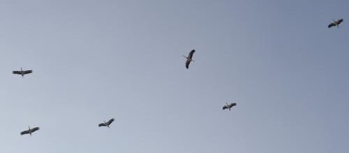 ... vol de cigognes...!