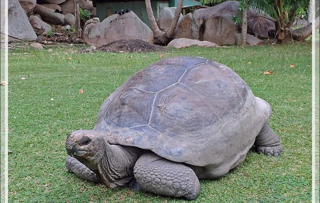 Le très court après-midi (à peine un peu plus d'une heure, 15h20 - 16 h 25 !) va nous permettre de découvrir un peu de la très belle île Grande-Sœur - Seychelles