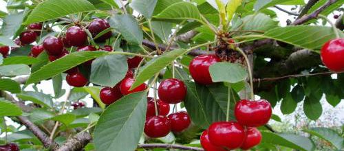 LE TEMPS DES CERISES !!!!!