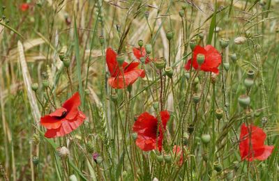 Le 19 juin 2020: des fleurs