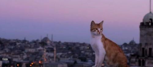 Le film Kedi, des chats et des hommes