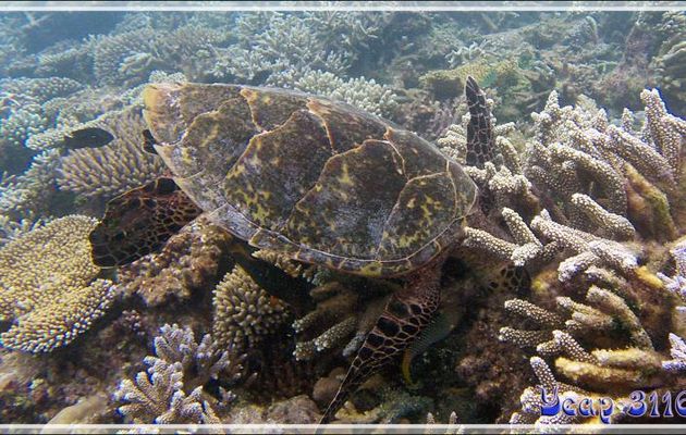 Le repas de la Tortue imbriquée (Eretmochelys imbricata) - Athuruga - Atoll d'Ari - Maldives