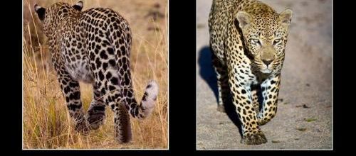 Léopard et Léo revient