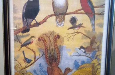 Les oiseaux chanteurs d'Australie