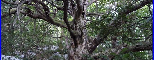 Sainte Baume, voie Gombault-sentier Estruch