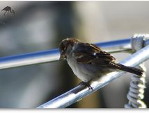 Moineau domestique - Passer domesticus