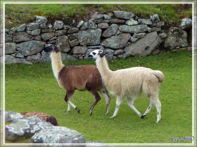 Gros câlins entre lamas - Machu Picchu - Pérou