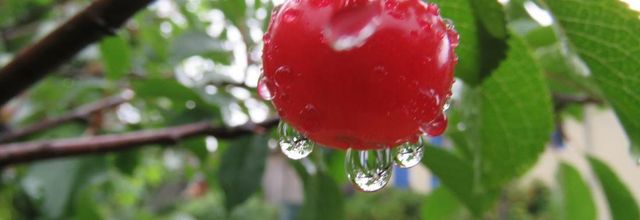 des gouttes au jardin