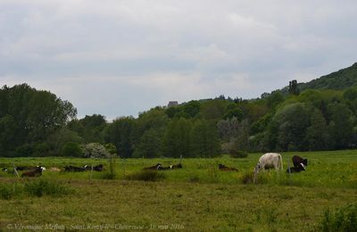 Saint Rémy-lès-Chevreuse : La ferme de Coubertin : Les vaches laitières