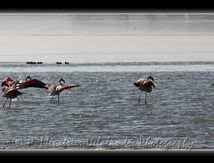 Les flamants se posent ou l'eau n'est pas gelée...