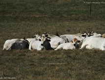 Vaches Gasconnes