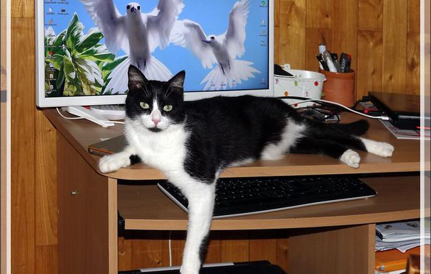 Câlinou et sa place favorite entre ma personne et les deux sternes blanches de l'écran de mon PC. Quand il est là, obligé de faire avec ...