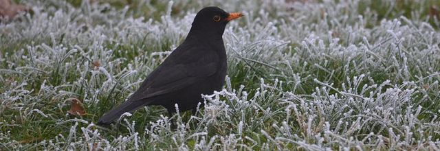 Rambouillet : Merle noir en hiver 