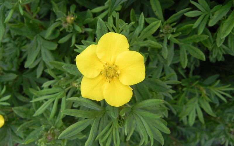 quelques fleurs pour vous mesdames !