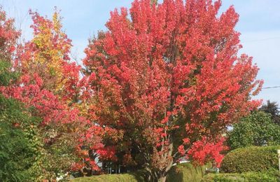 Le temps des pommes  et des couleurs...RENDONS GRÂCE !