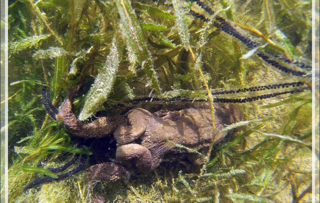 Un couple de crapaud assure sa descendance dans mon bassin à poissons - Lartigau - Milhas - 31