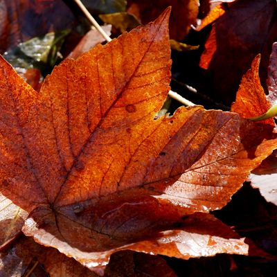 Le 29 octobre 2025 : Le chemin des étoiles