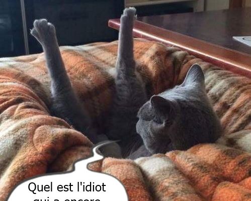 C'est le chien, sûrement....