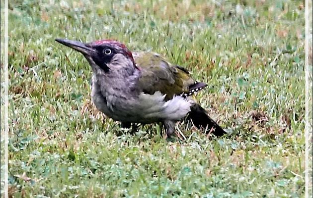 Pic vert (ou Pivert), European Green Woodpecker (Picus viridis) probablement femelle juvénile - Lartigau - Milhas - 31