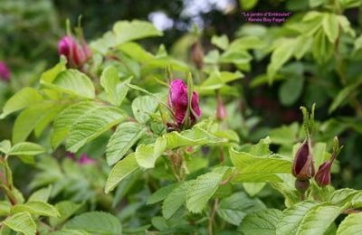 Rosier 'Hansa' 
