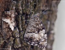 Siléne (Brintesia circe) - Nymphalidae