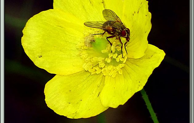 La mouche et le Pavot du Pays de Galles (Meconopsis cambrica) - Vallon d'Esquierry - Oô - 31