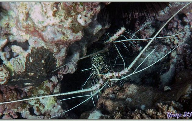 Duo de langoustes à l'abri dans leur trou - Anse Takamaka - Mahé - Seychelles