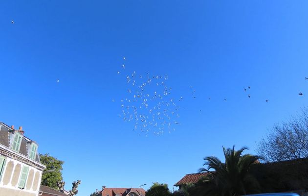 oiseaux à Sauveterre du Béarn