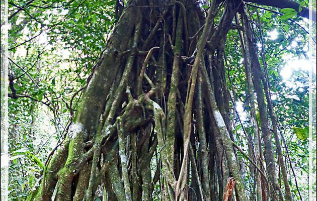 Un figuier étrangleur, le Banian tahitien, Ora Tahiti (Ficus prolixa) - Forêt autour du Belvédère - Moorea - Polynésie française