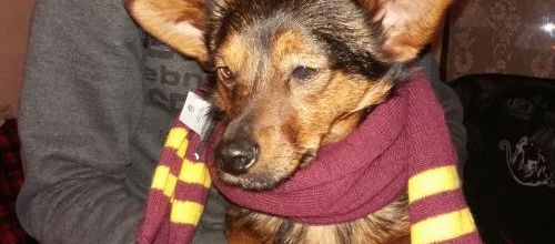 Quand Roxy se prend pour ...