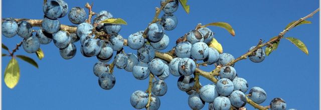 Prunellier (1) - Epine Noire / Prunus spinosa - Prunelles
