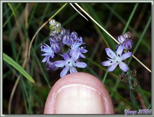 Les squatteurs de la Scille d'automne (Prospero autumnale ou Scilla autumnalis) - Verdun-sur-Ariège - 09