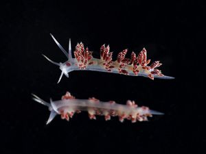 CR - MUSEE MER MARINE