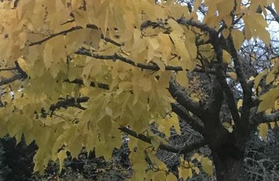 Le mois des feuilles volantes