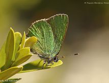 Thècle de la ronce ou Argus vert