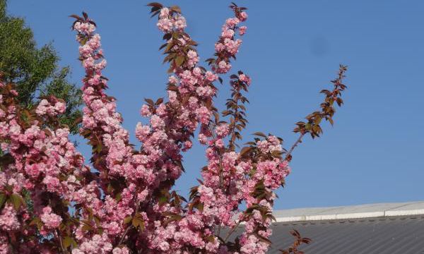 Printemps breton Bleu, blanc, rose