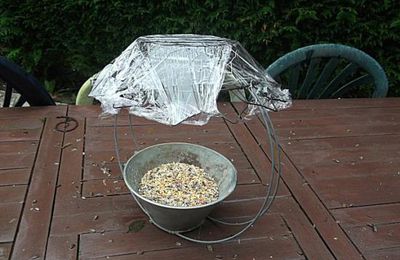 Les mésanges et autres petits oiseaux