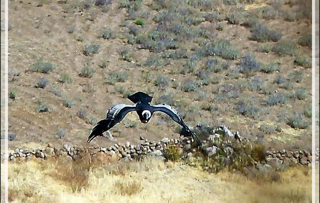 Enfin les condors arrivent pour un très (trop !) bref spectacle  - Cruz del Condor - Cañon de Colca - Pérou