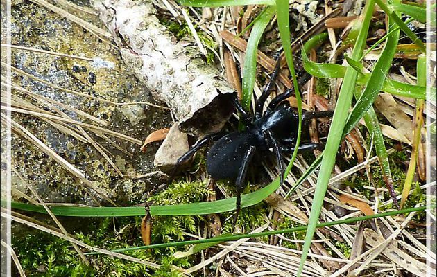 Araignée Pireneitega segestriformis, endémique des Pyrénées (1489 m d'altitude) - Couledoux - 31