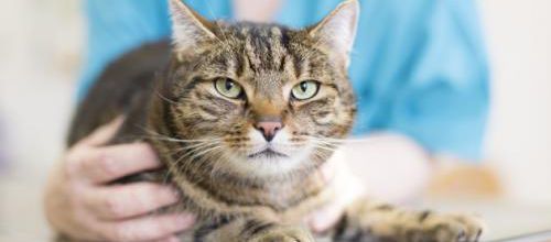 Coronavirus du Chat