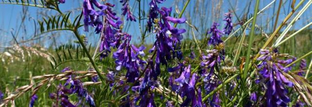 Vicia villosa subsp. varia  -  vesce bigarée
